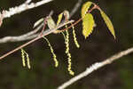 Dwarf chinquapin oak